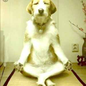 I was searching pics of dogs so I found these pics